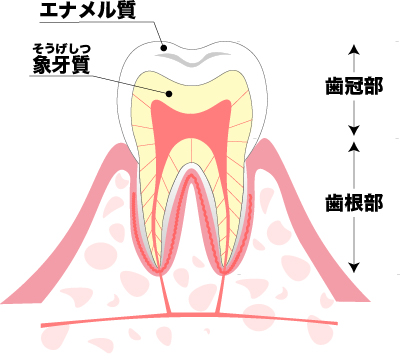 歯の詰め物 被せ物が取れたときの対処法 神戸元町 県庁前 三宮の歯医者なら神谷歯科元町院