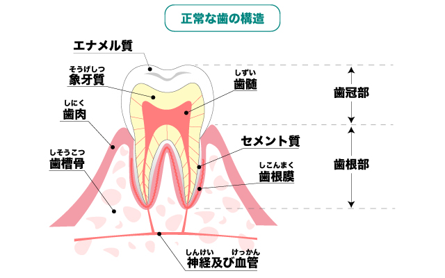 正常な歯の構造